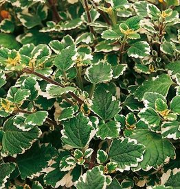 Plectranthus Variegated Swedish Ivy Iboza 4"