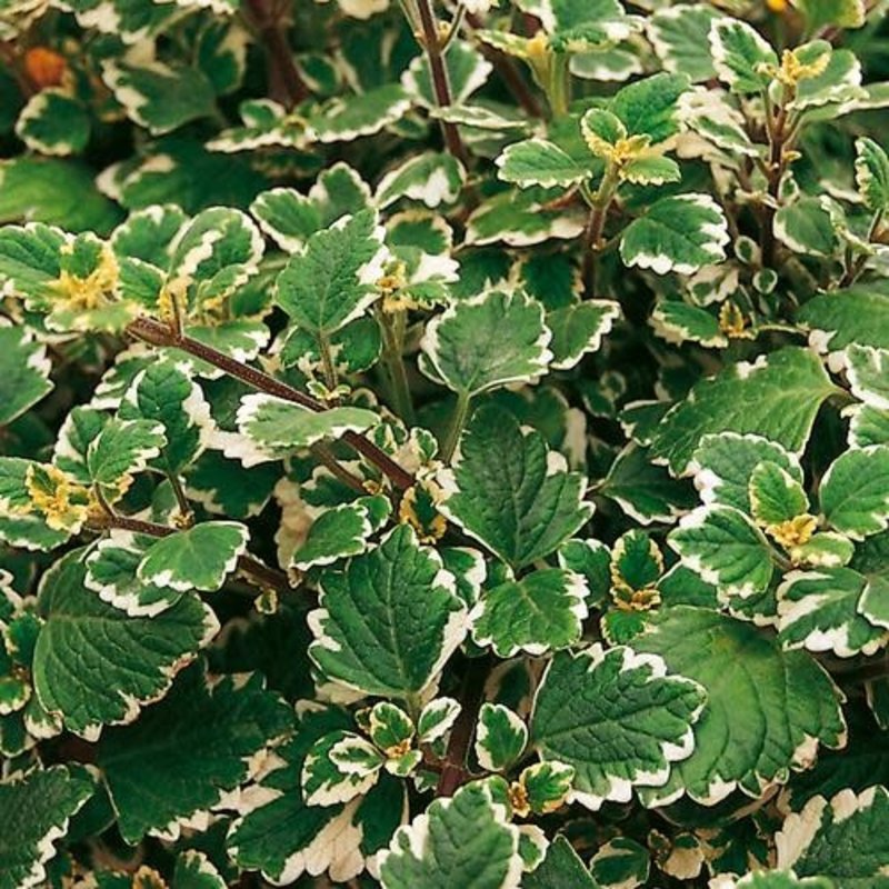 Plectranthus Variegated Swedish Ivy Iboza 4"