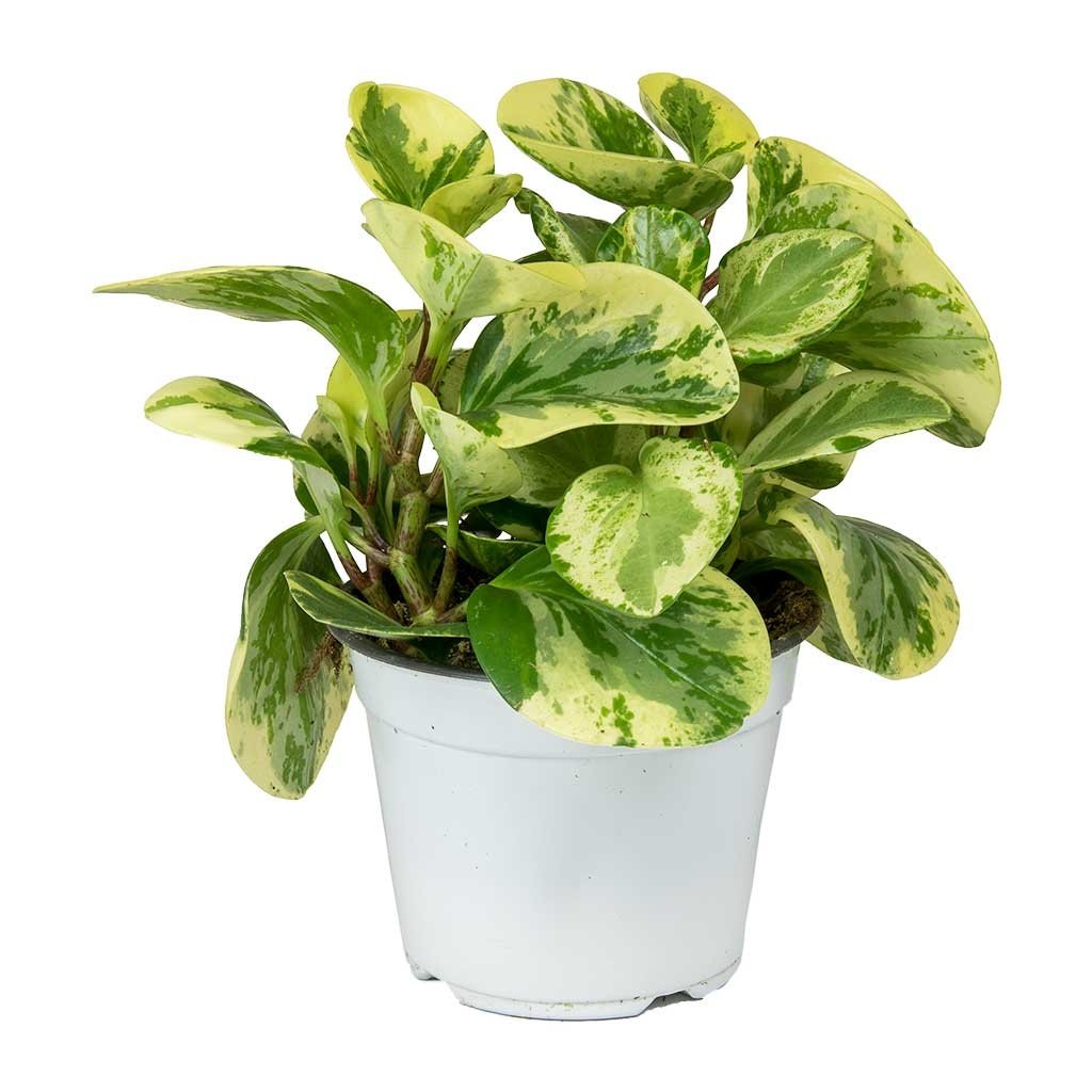 Peperomia scandens 'Variegata' 4 – Sprout Home