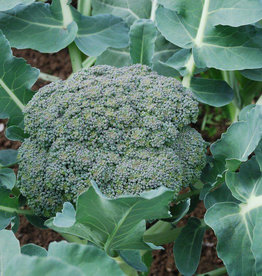 Broccoli Destiny 4 Pack