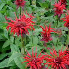 Monarda Jacob Kline Bee Balm 1