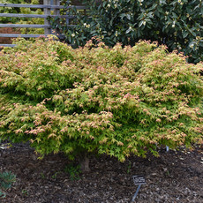 Acer palmatum Kashima 10