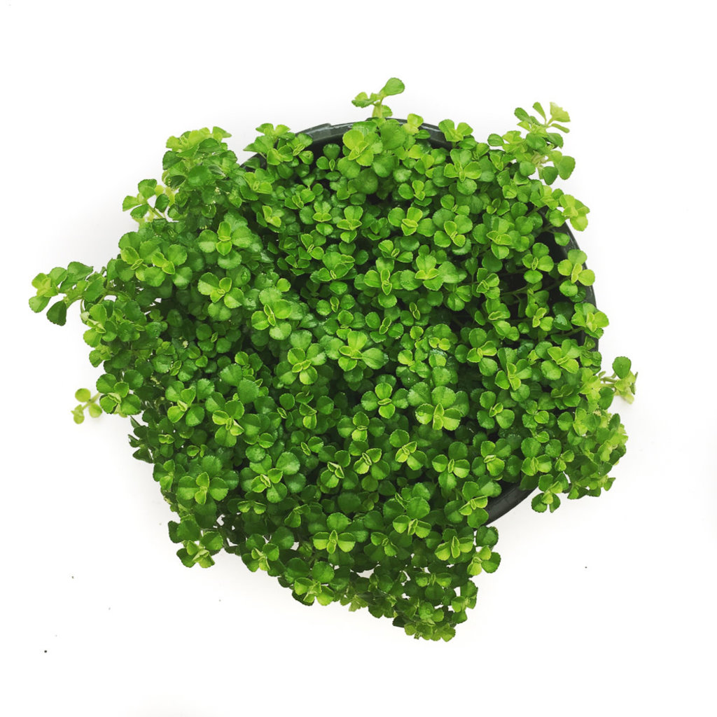 Pilea Baby Tears Green 4"