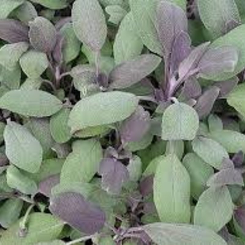 Sage purpurascens Purple 4.5"