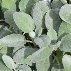 Sage Berggarten 4"