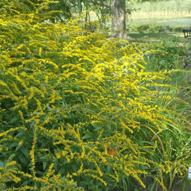 Solidago Fireworks Goldenrod 1