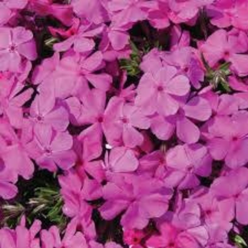 Phlox Creeping Drummond's Pink qt