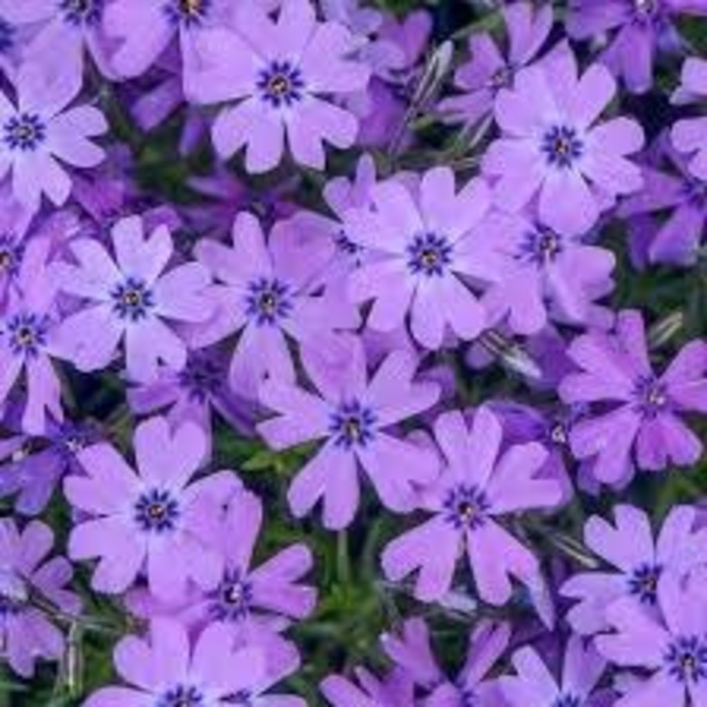 Phlox Creeping Purple Beauty 8"