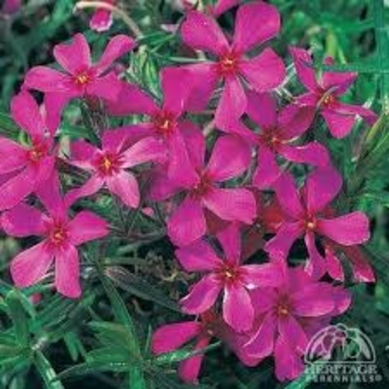 Phlox s Creeping Crimson Beauty 8"