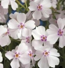 Phlox Creeping Amazing Grace 8"