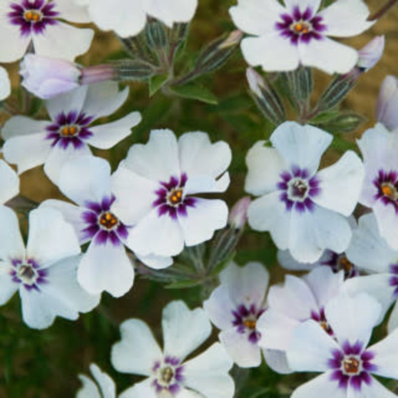 Phlox s Creeping North Hills 8"