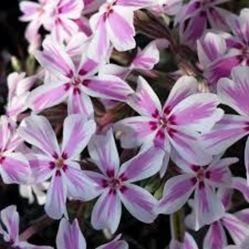 Phlox Creeping Candy Stripe 8"