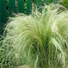 Nassella Stipa Mexican Hair Grass 1