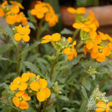 Erysimum Glow Orange Wallflower qt