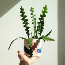 Epiphyllum Ric Rac Cactus 4"
