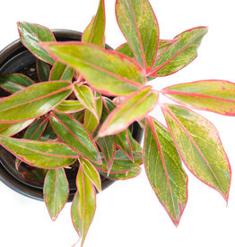 Aglaonema Siam 6"