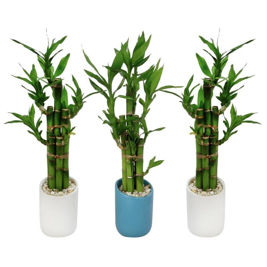 Lucky Bamboo Vase Boulevard Flower Gardens