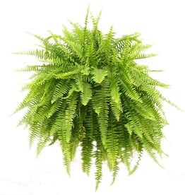 HB Boston Fern 12"