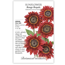 BI Seed, Sunflower Moulin Rouge