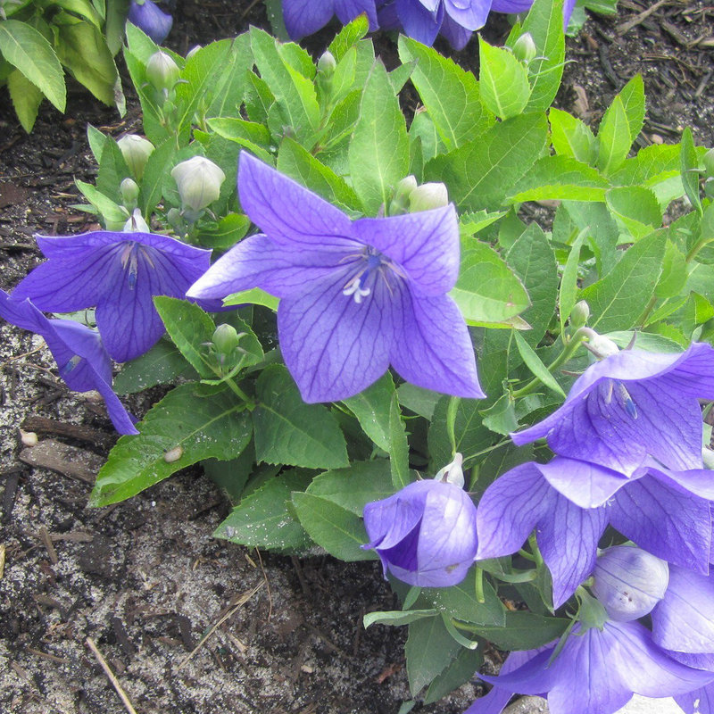 Platycodon Astra Blue Balloon Flower 1