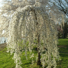 Prunus Snow Fountain Weeping Cherry 15