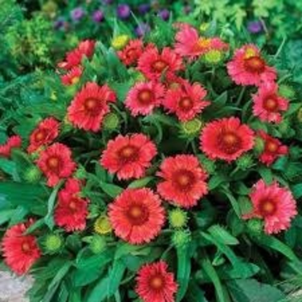 Gaillardia Arizona Red Shades 1