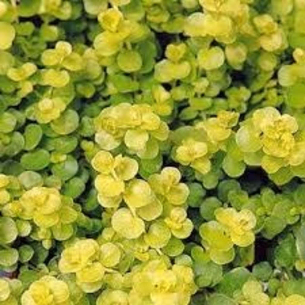 Lysimachia Goldilocks Creeping Jenny qt