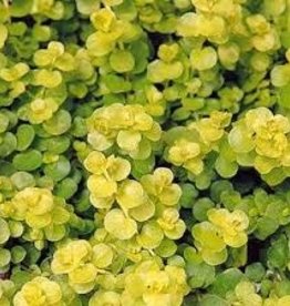 Lysimachia Goldilocks Creeping Jenny qt