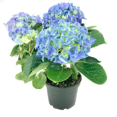 TF Hydrangea 8"