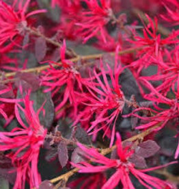 Loropetalum Crimson Fire 3