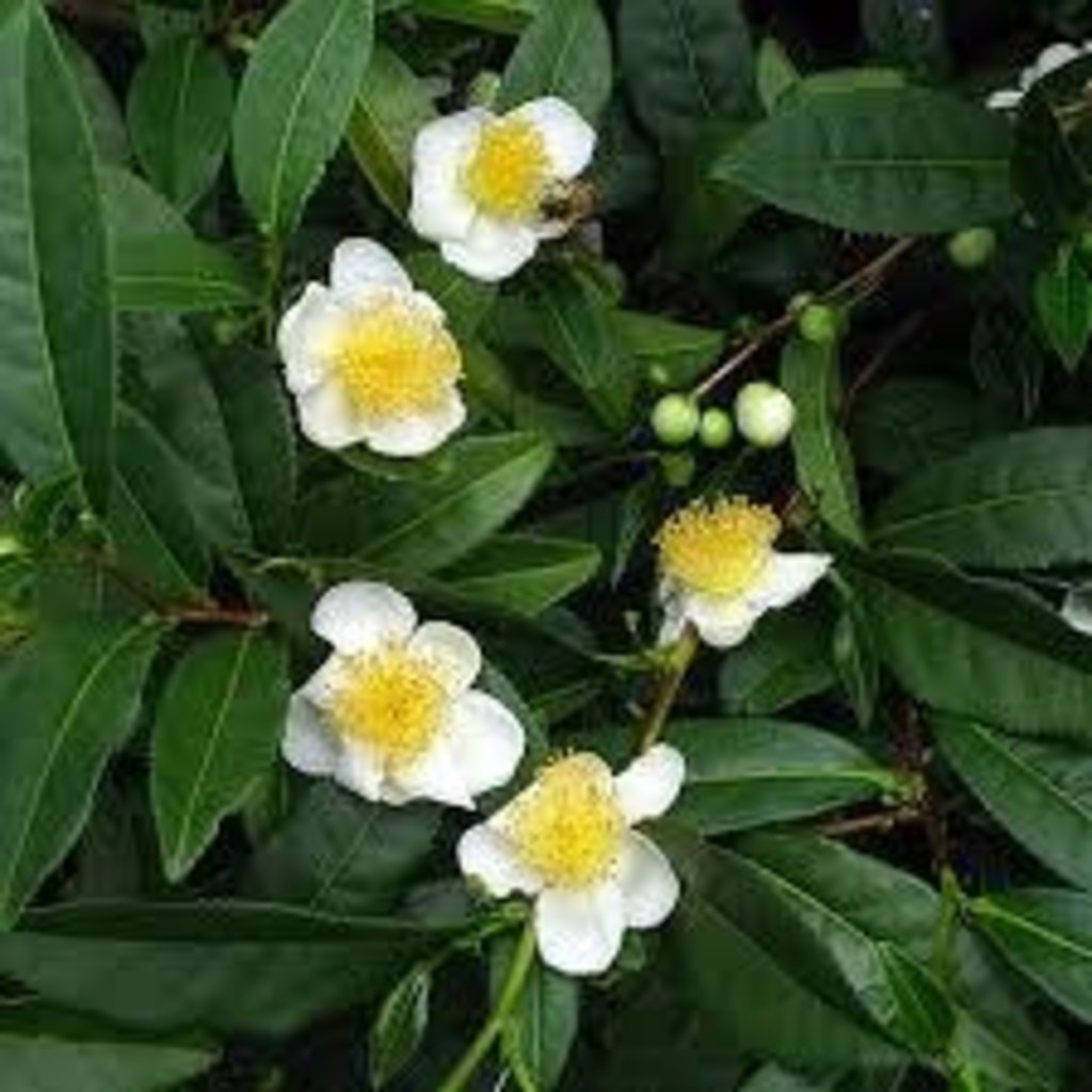 Camellia sinensis Green Tea Plant 1