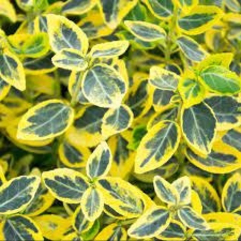 Euonymus Green n Gold 4"