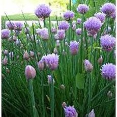 Chives Onion 4.5"