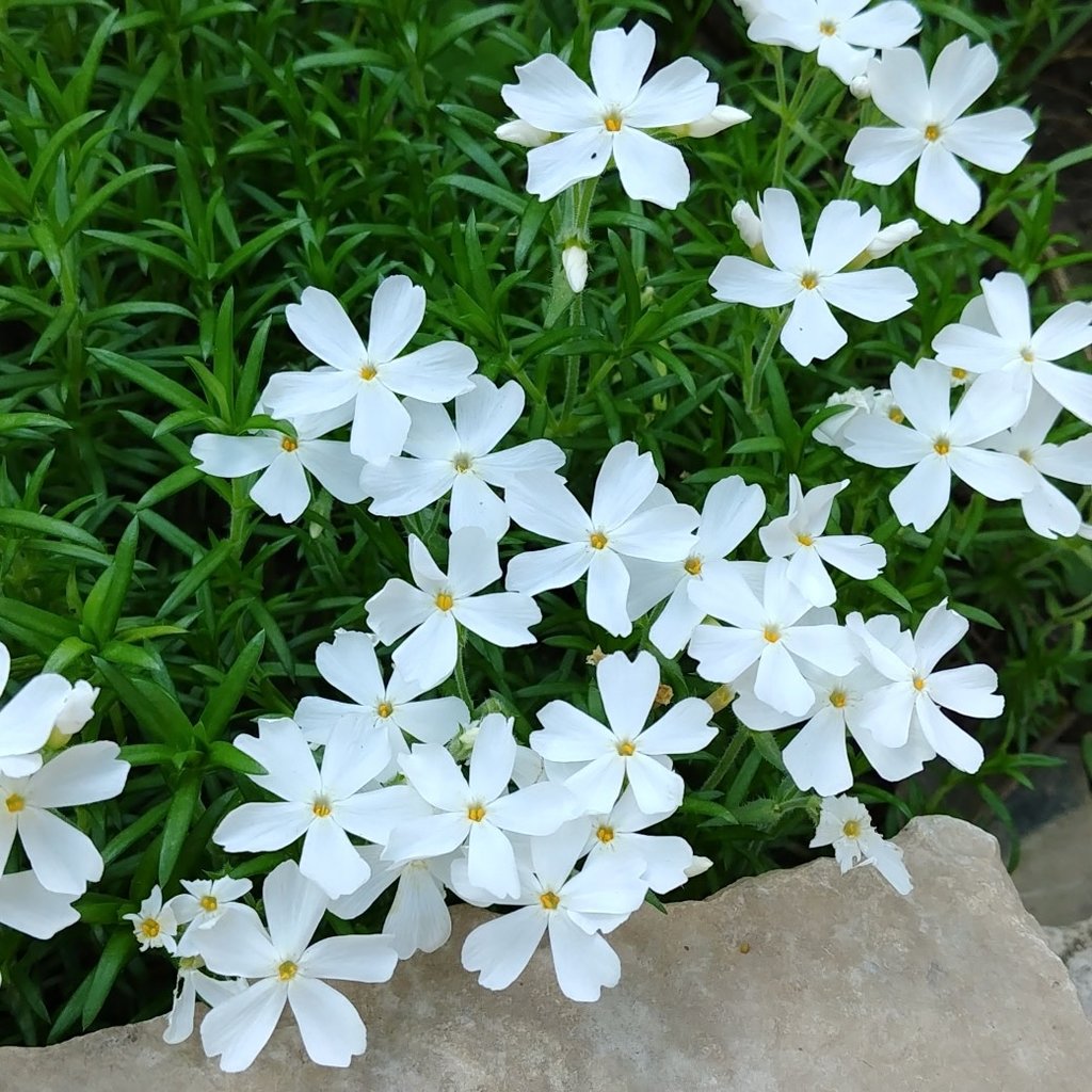 Phlox s Creeping Snowflake 8"