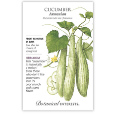 BI Seed, Cucumber Armenian