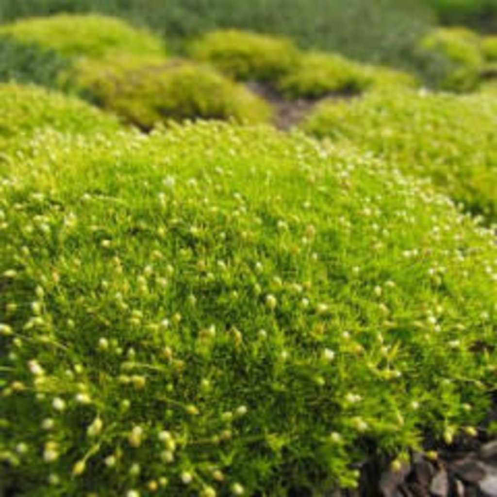 Sagina aurea Scotch Moss Stepable