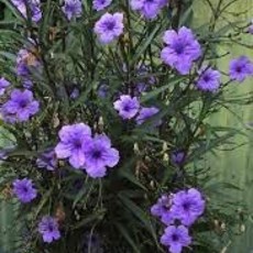 Ruellia Purple Showers 1