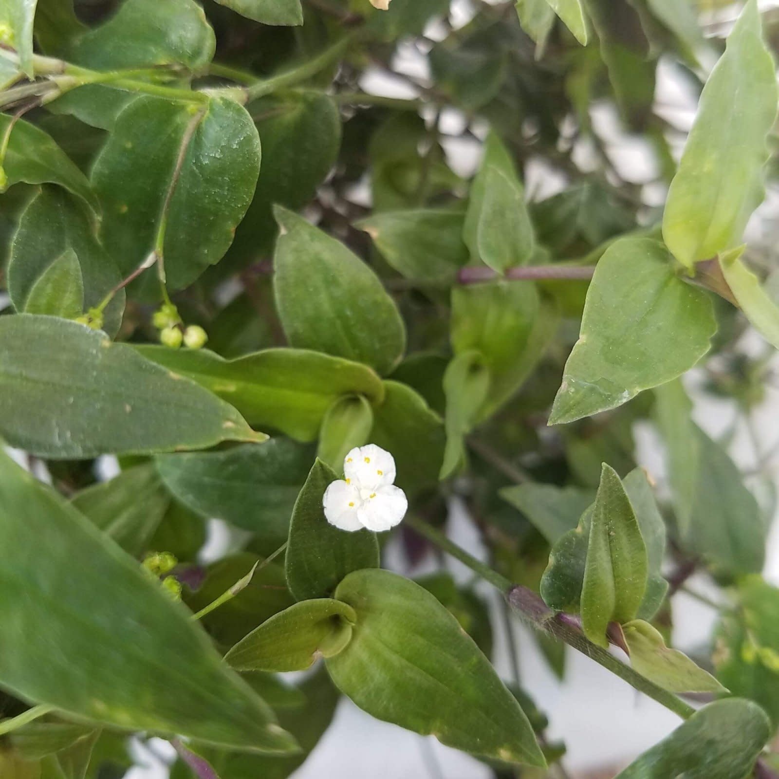 Tahitian Bridal Veil 4 5 Boulevard Flower Gardens