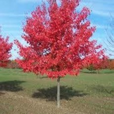 Acer Sun Valley Red Maple 7