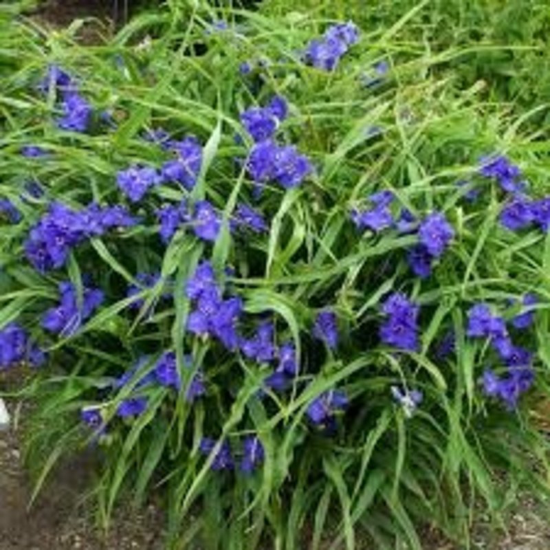 Tradescantia Blue Spiderwort 1