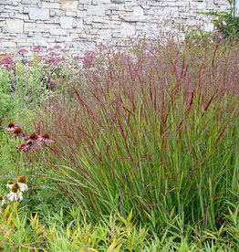 Panicum Shenandoah Switch Grass 1