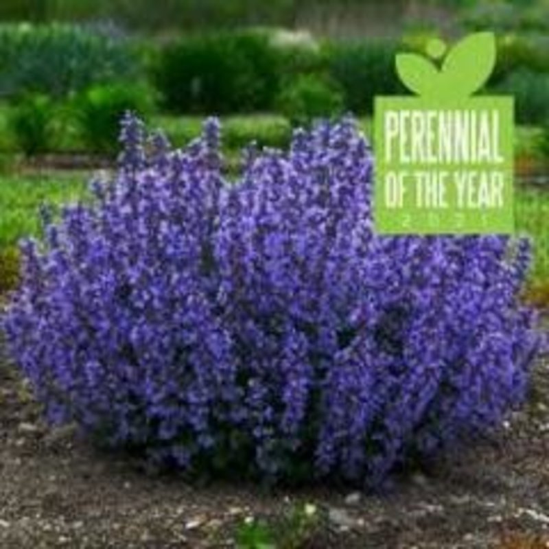 Nepeta Cat's Pajamas Catmint qt