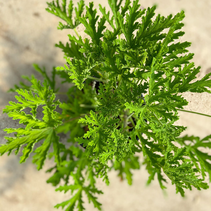 Geranium, Scented Citrosa 6"