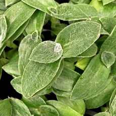 Tradescantia Sillamontana 'White Fuzzy' 4"