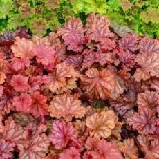 Heuchera Peachberry Ice 1