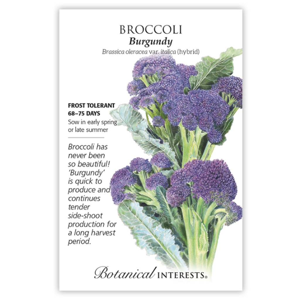 BI Seed, Broccoli Burgundy