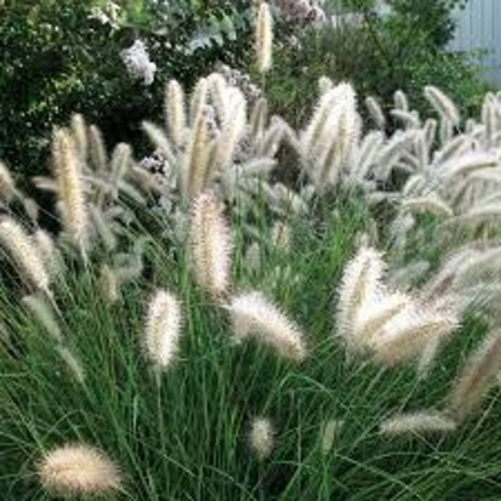 Pennisetum Cassian Grass 1