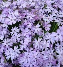 Phlox Creeping Emerald Blue 8"