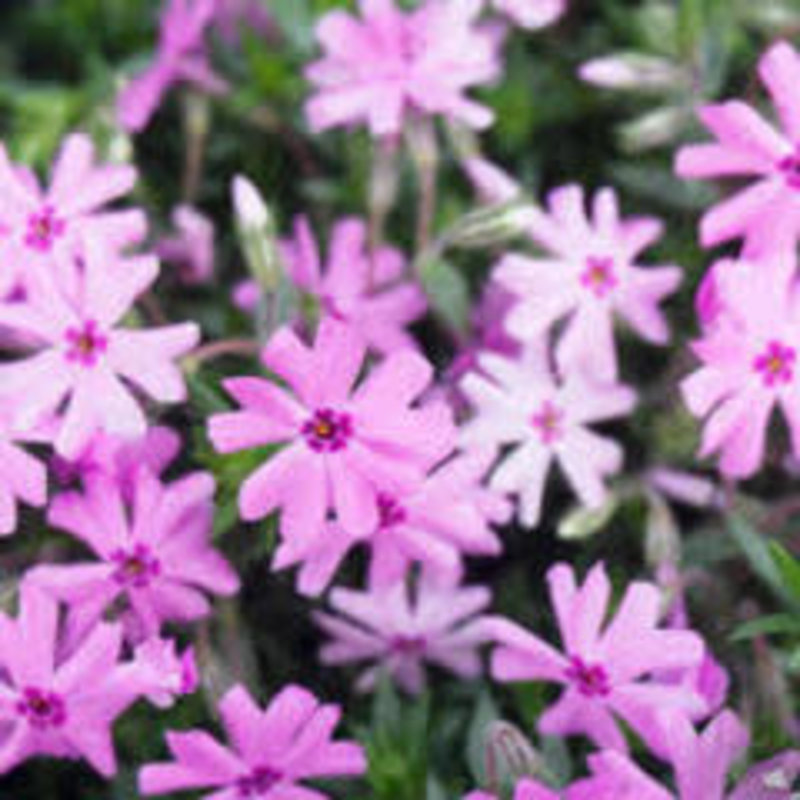 Phlox Creeping Fort Hill qt