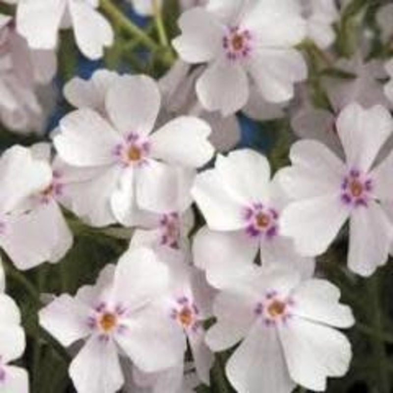 Phlox Creeping Amazing Grace qt